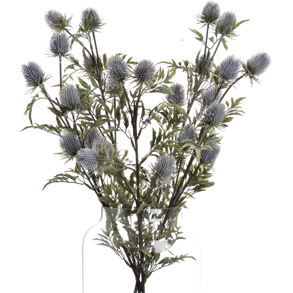 Eryngium Thistle