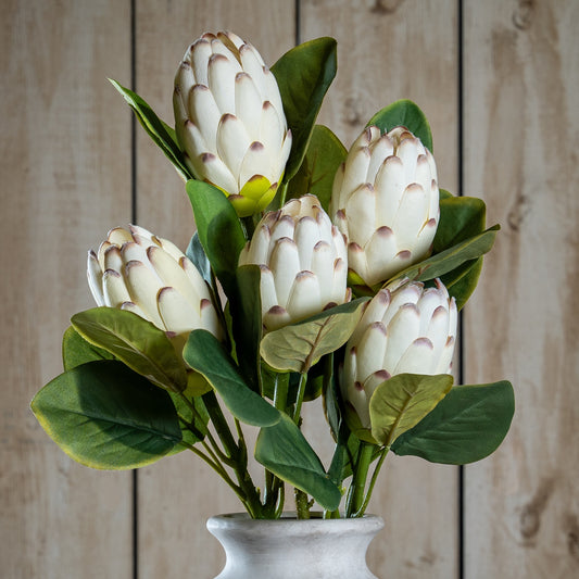 Closed White Protea