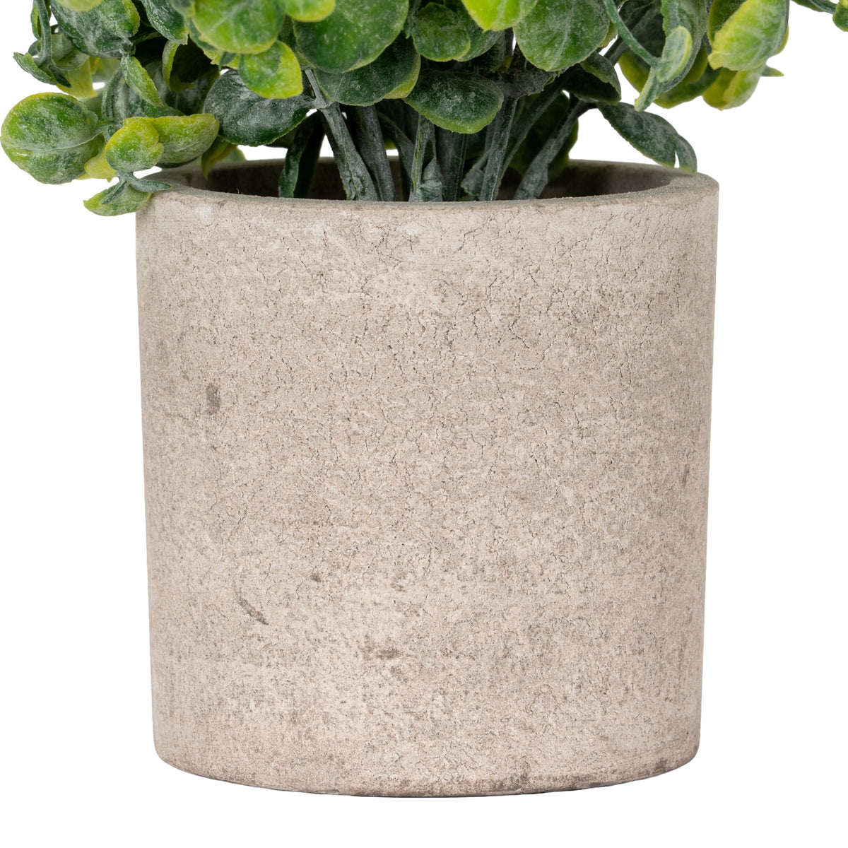 Eucalyptus Plant In Stone Effect Pot