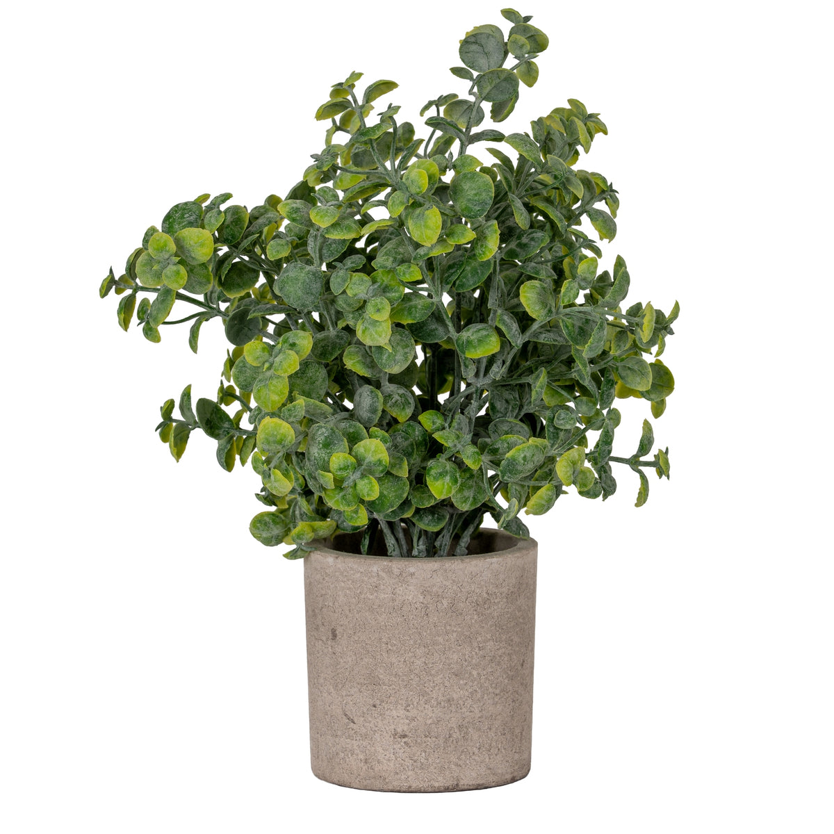 Eucalyptus Plant In Stone Effect Pot