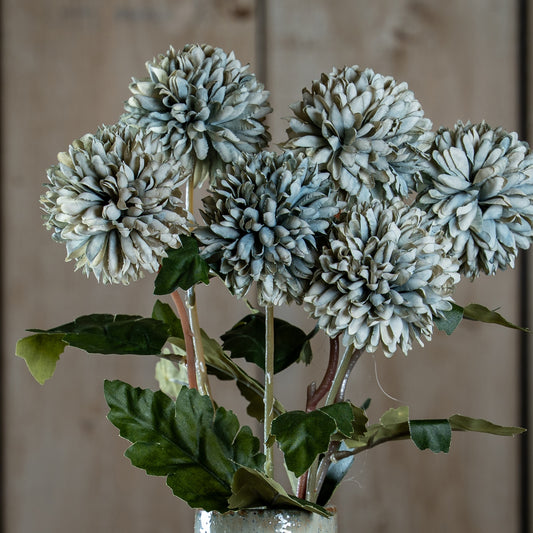 White Chrysanthemum
