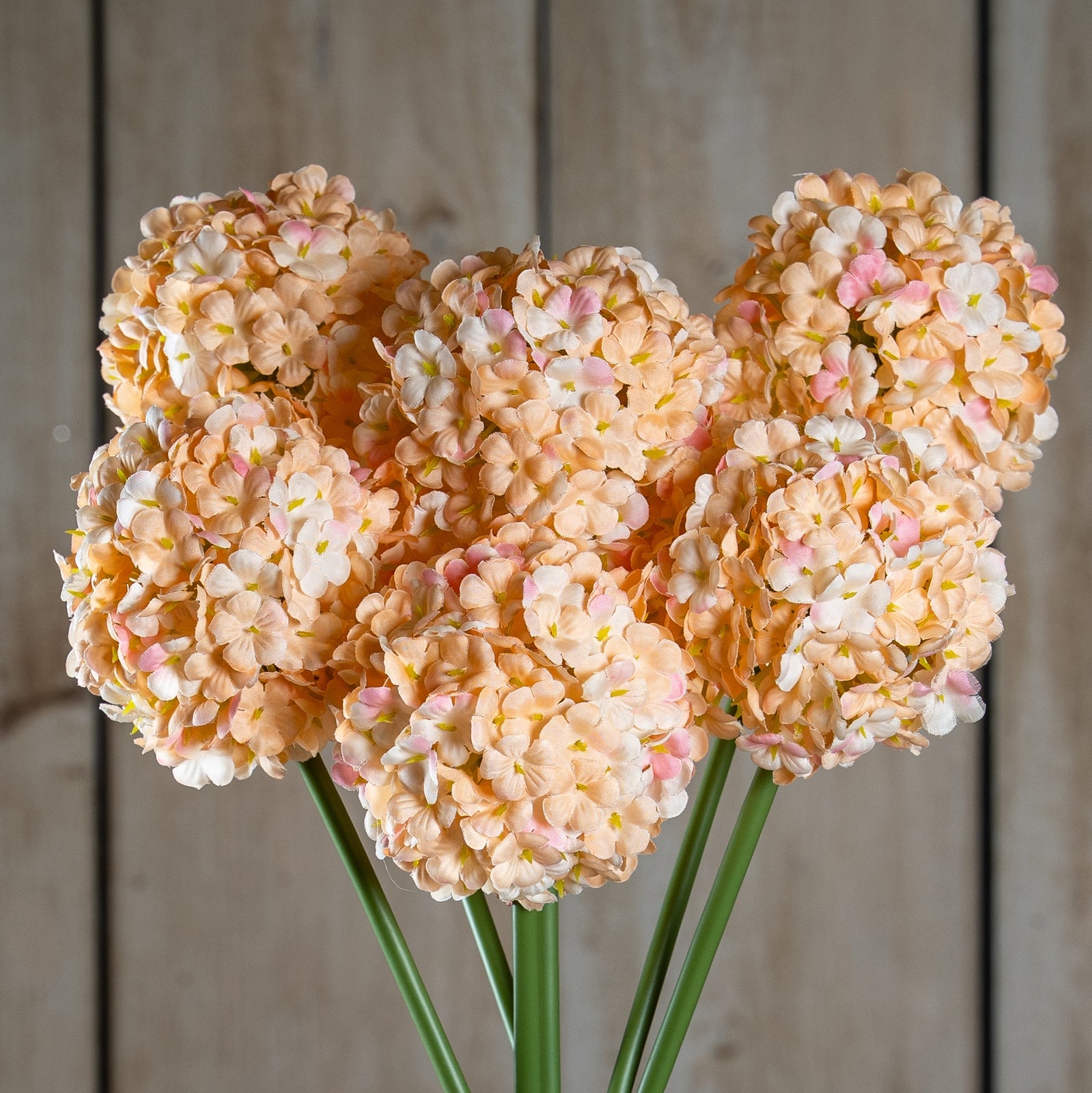 The Natural Garden Collection White & Apricot Allium