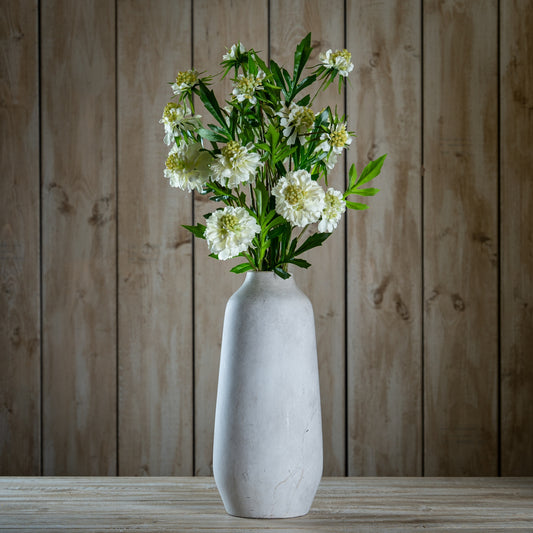 The Natural Garden Collection White Scabious Stem