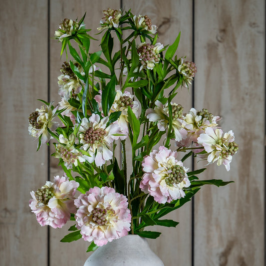 The Natural Garden Collection Pale Pink Scabious Stem