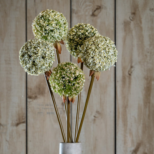 Green Allium Stem