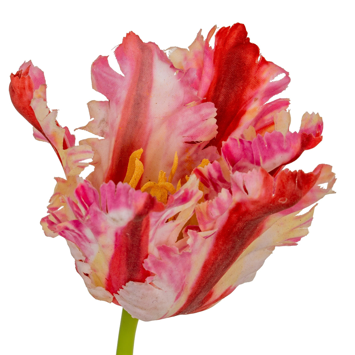 Multi Pink Parrot Tulip