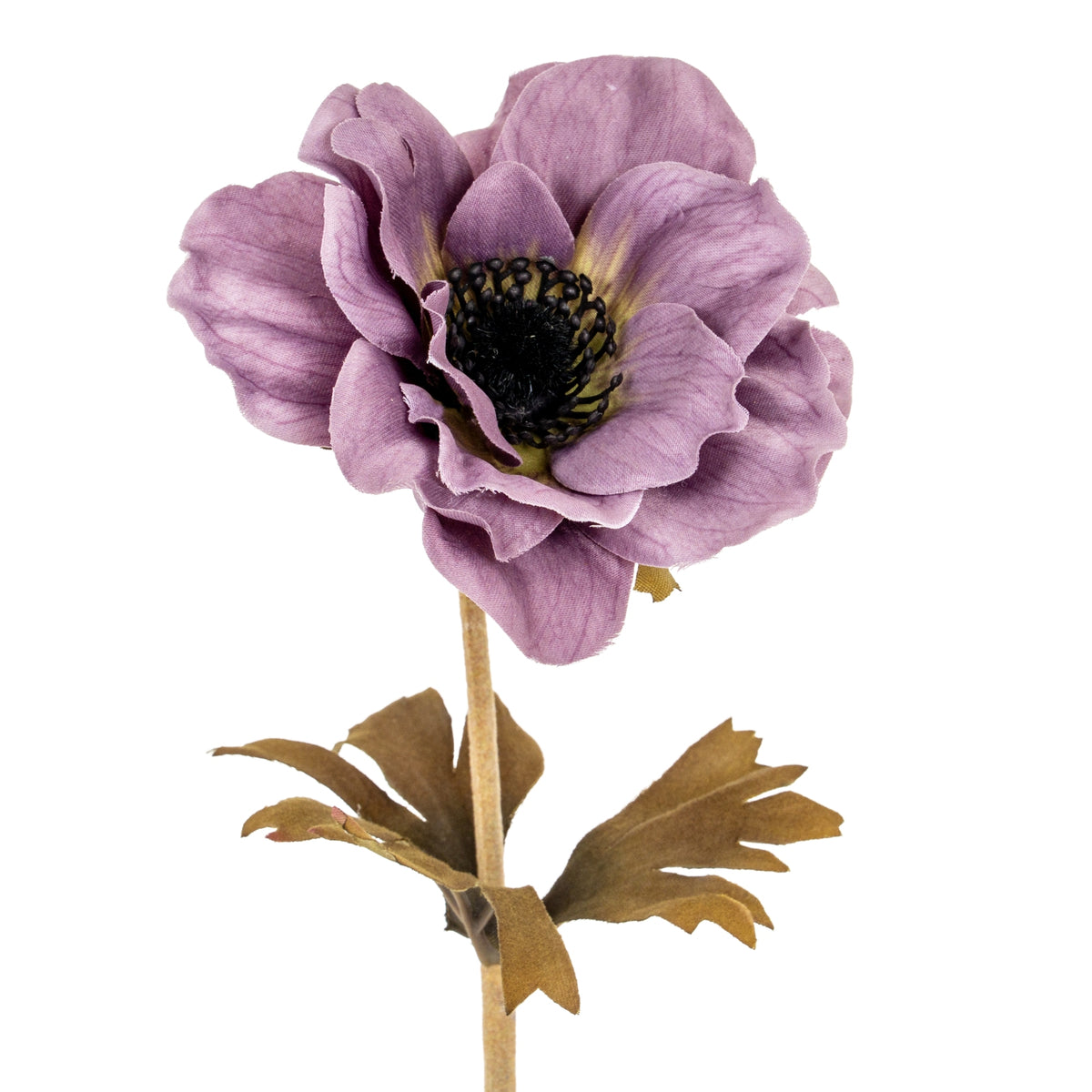 Purple Anemone Stem