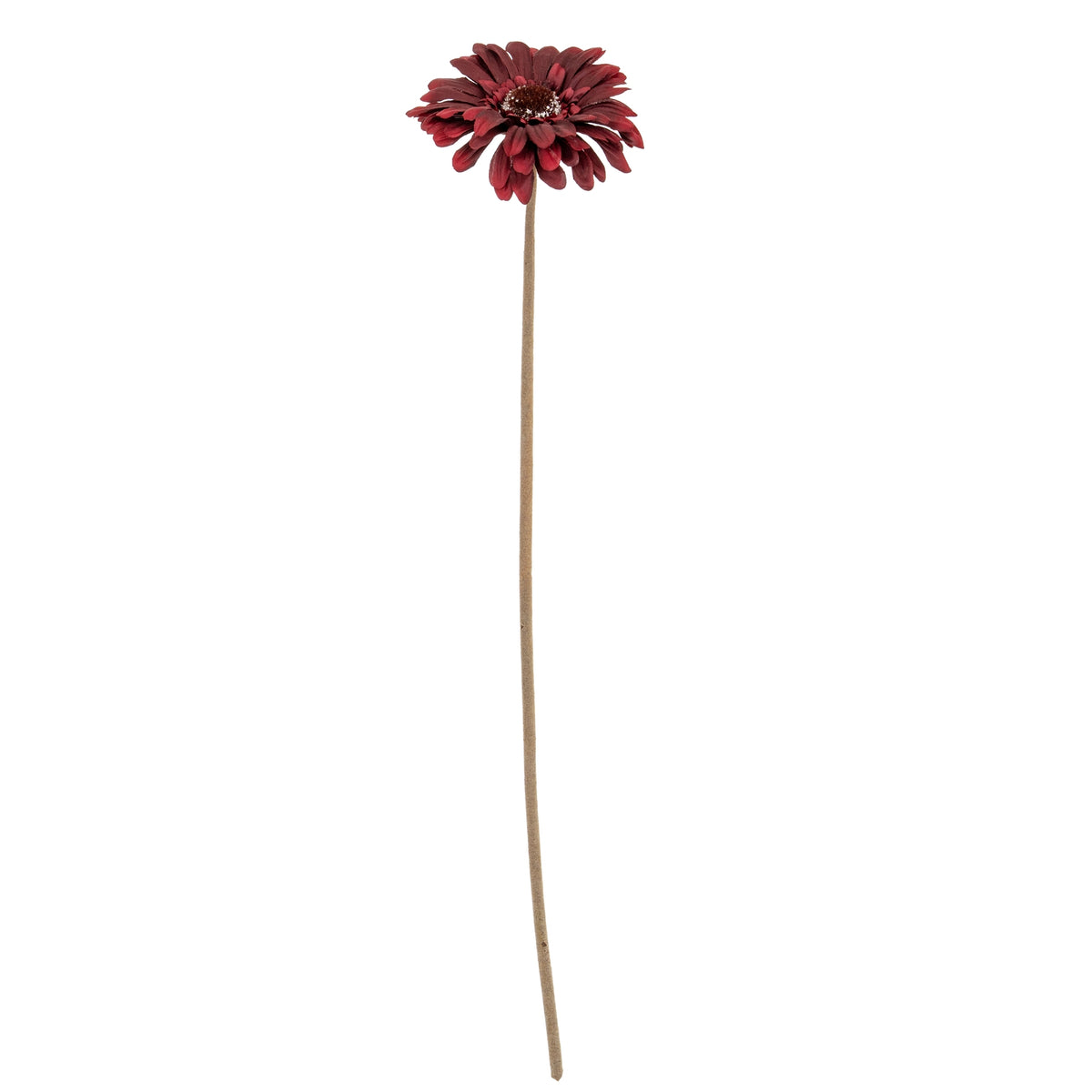 Burgundy Gerbera Stem