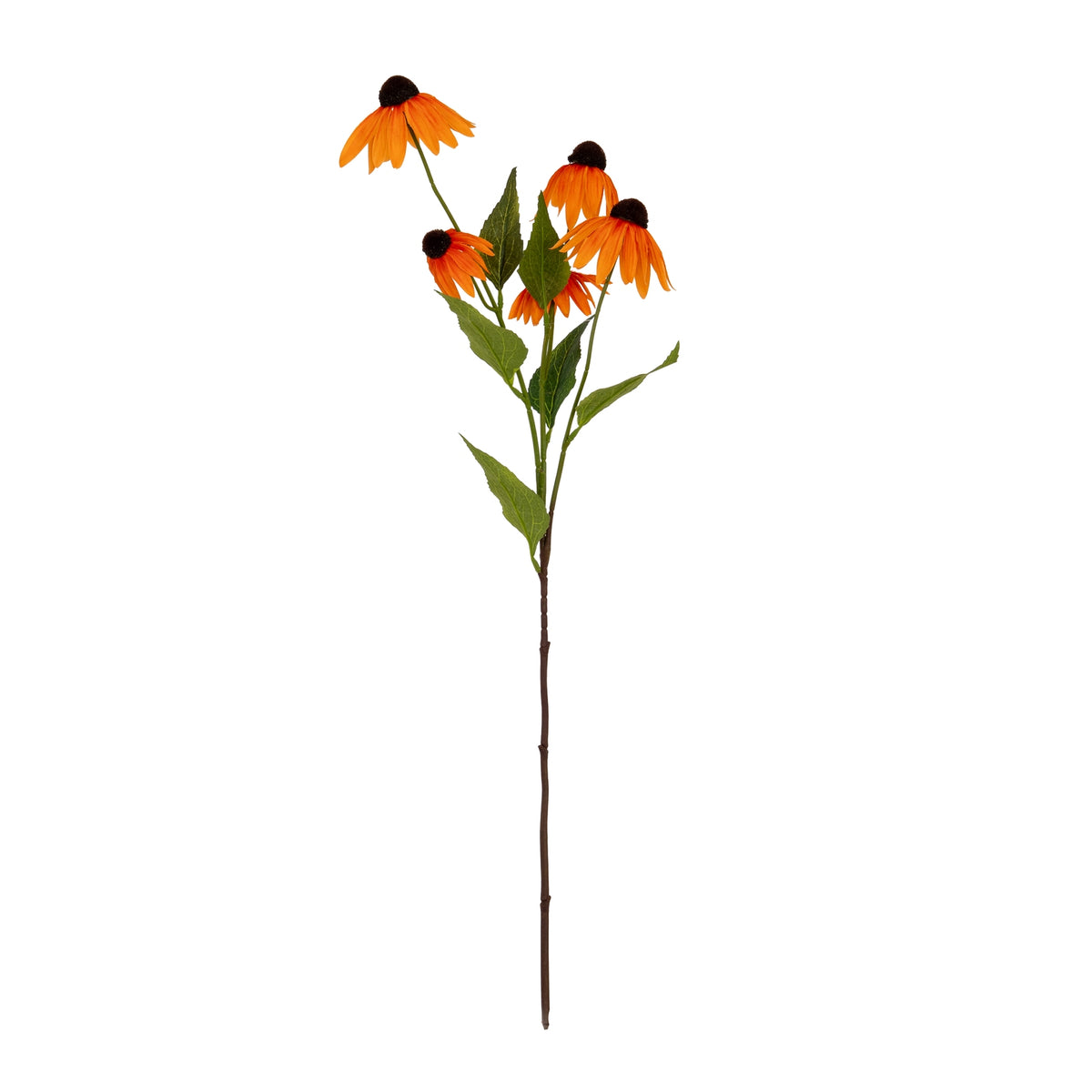 Orange Echinacea Spray