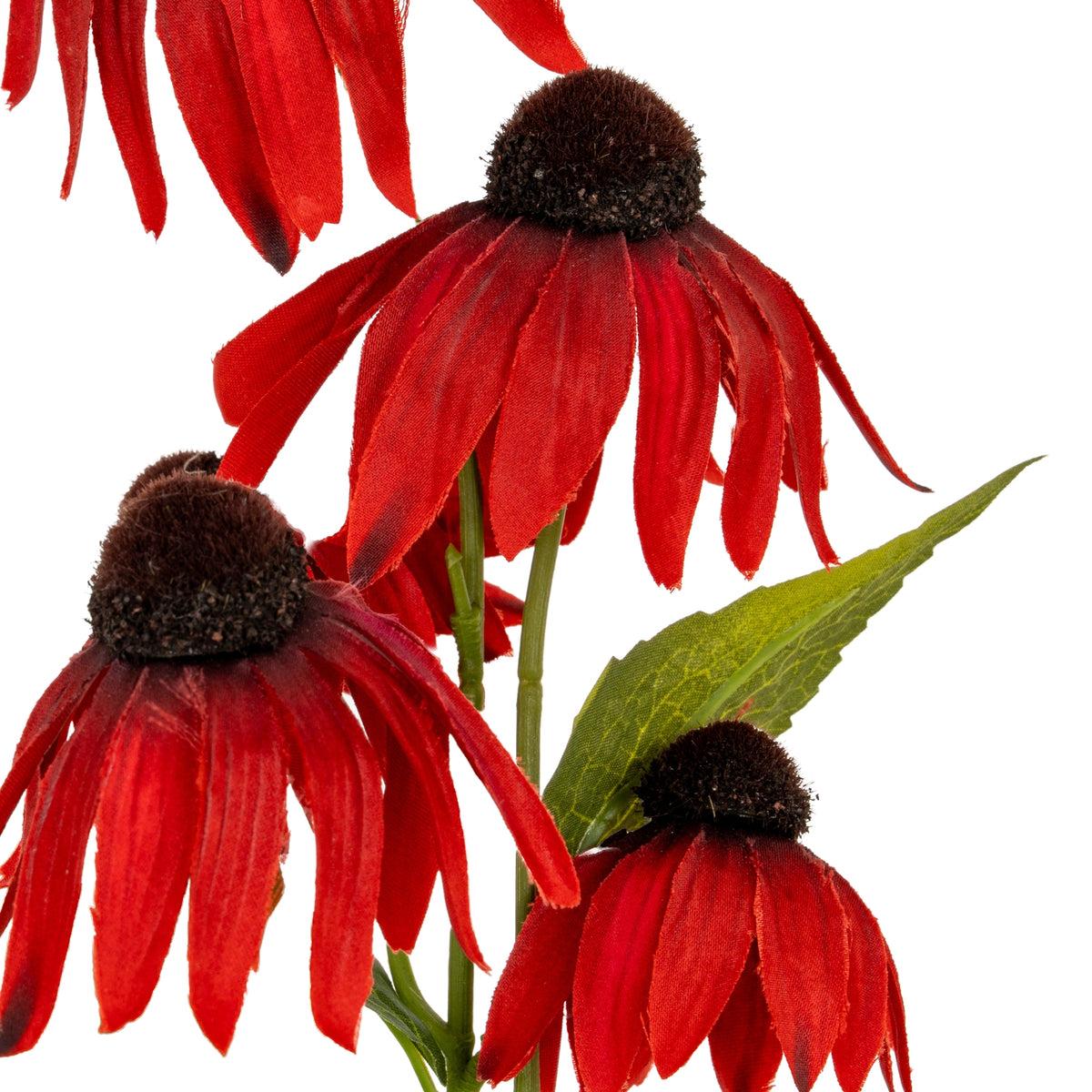 Red Echinacea Spray