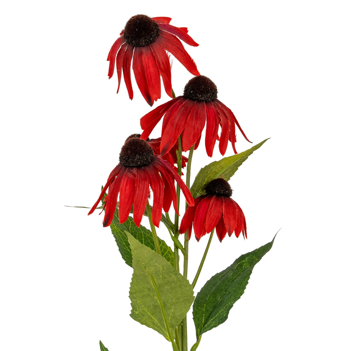 Red Echinacea Spray