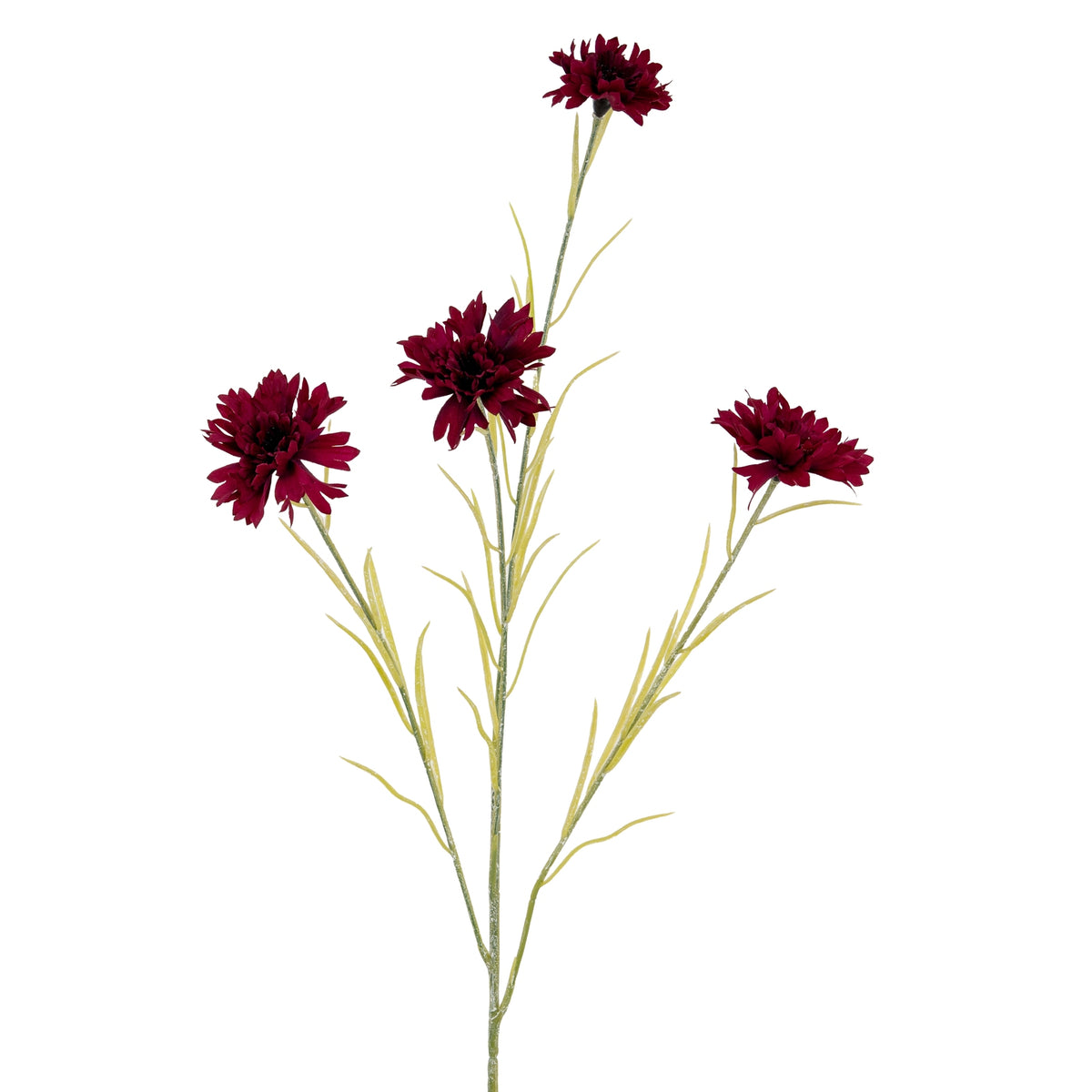 Burgundy Cornflower Stem