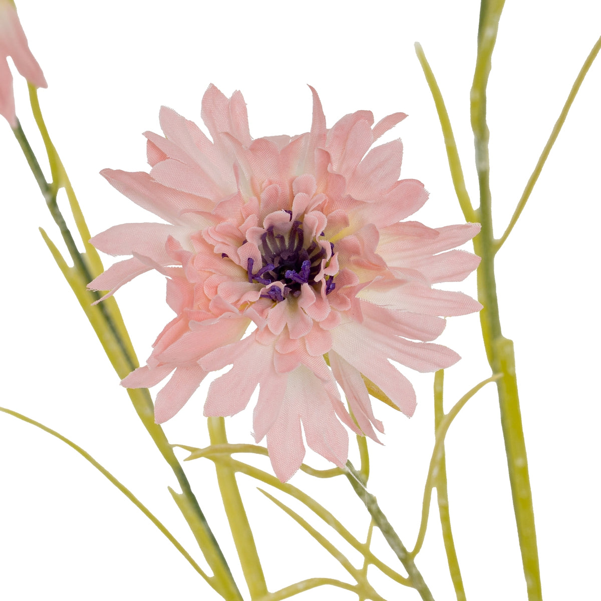 Pink Cornflower Stem
