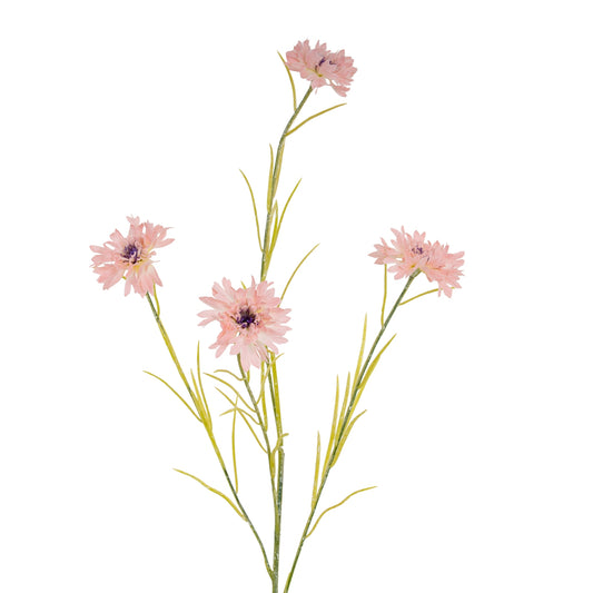 Pink Cornflower Stem