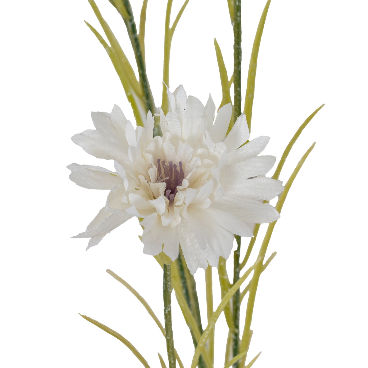 White Cornflower Stem