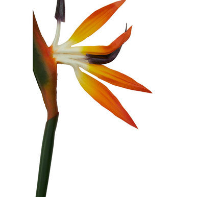 Tall Bird Of Paradise Flower Stem | Fiori Artificial flowers