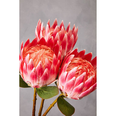 Pink Protea Flower Stem | Fiori Artificial flowers
