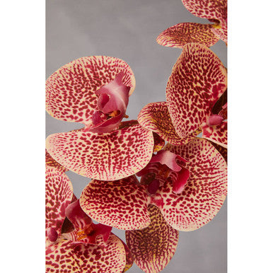 Tall Pink Orchid Spray Flower Stem | Fiori Artificial flowers