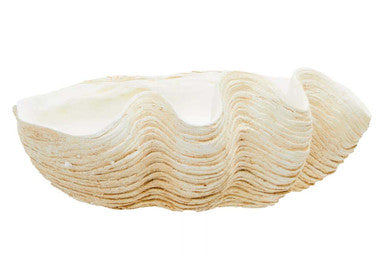Large Clam Shell Bowl | Byron