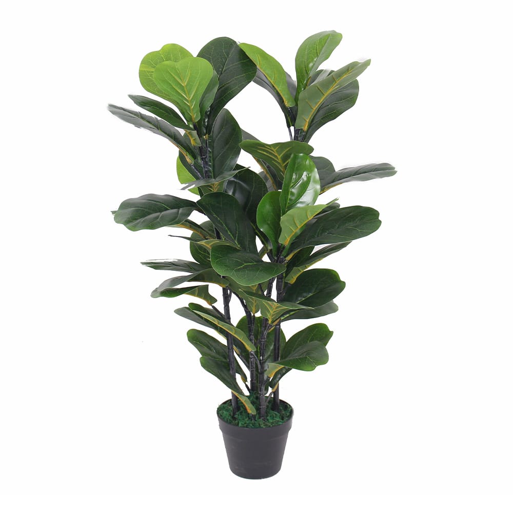 Ficus 90cm