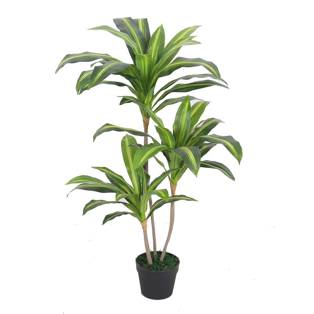 Brazil Wood 100cm