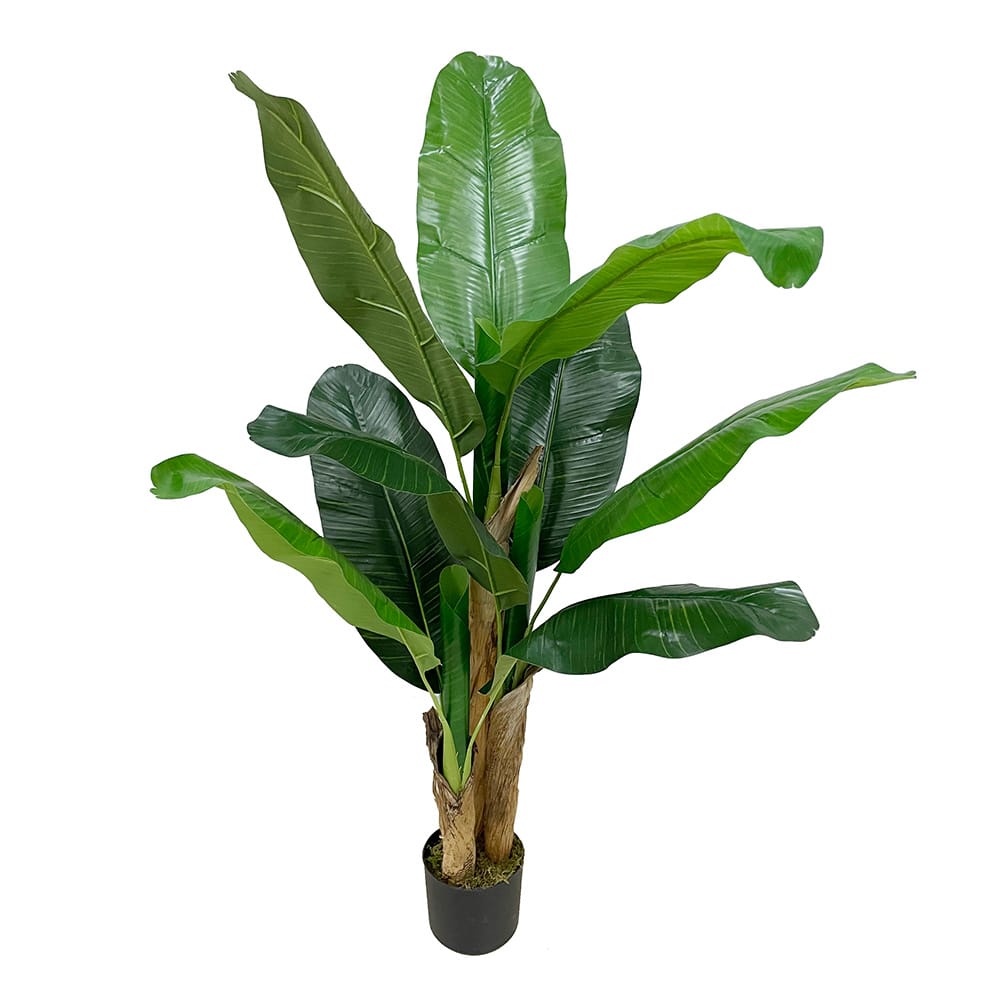 Banana Tree 120cm