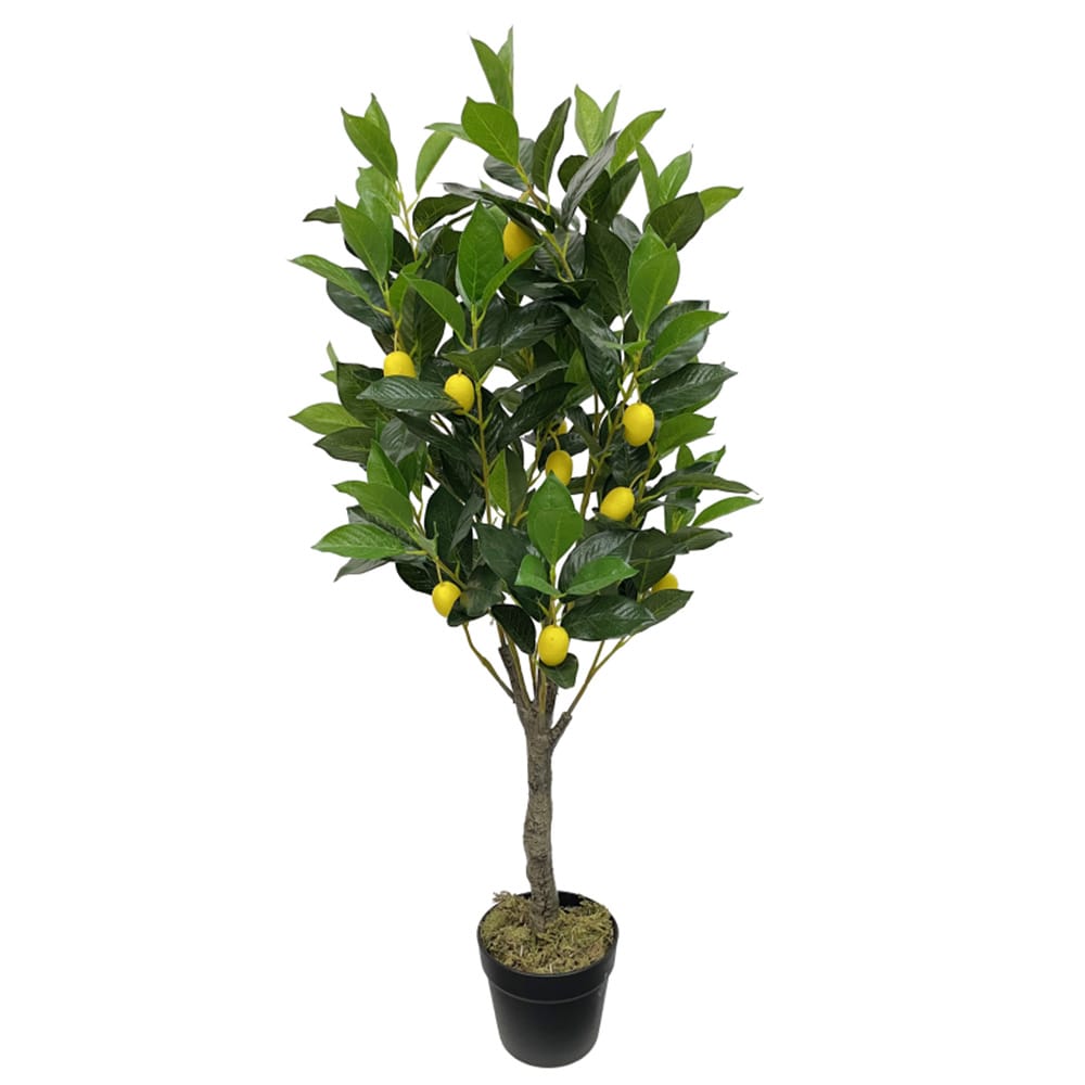 Lemon Tree 105cm