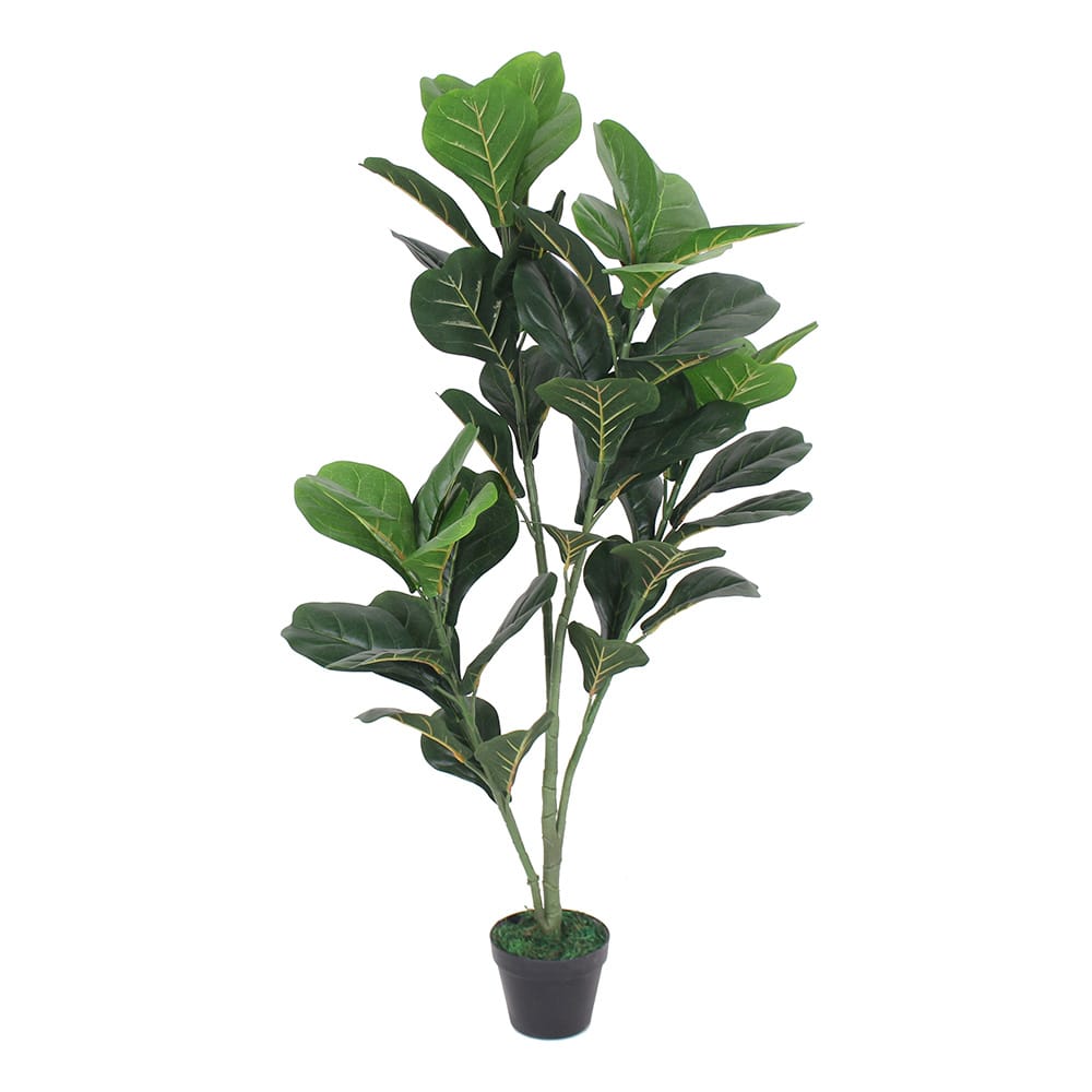 Ficus 120cm