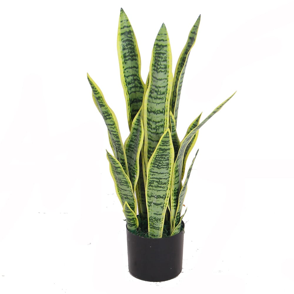 Dracaena Trifasciata 65cm