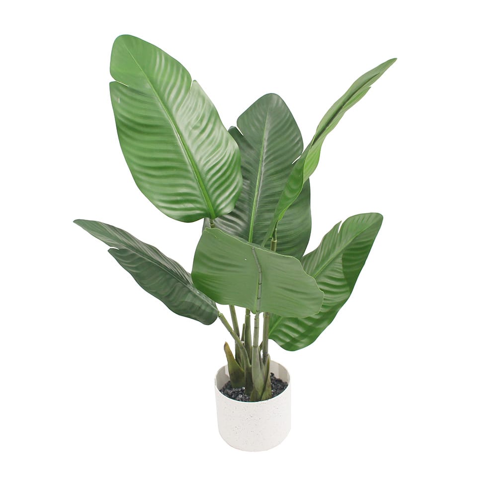 Musa Basjoo 65cm